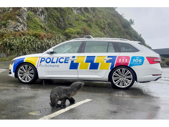This handout image taken on September 27, 2026 and released by the New Zealand Police on September 28 shows a seal crossing a road in Wellington. Photo by Handout / NEW ZEALAND POLICE / AFP