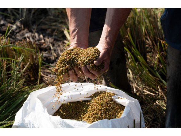 Farmer Sander Roeleveld examines the first rice harvest from his field in Oud Ade on September 29, 2026. Photo by Lina Selg / AFP