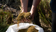 Farmer Sander Roeleveld examines the first rice harvest from his field in Oud Ade on September 29, 2026. Photo by Lina Selg / AFP