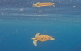 This underwater photo taken on September 25, 2026, shows an endangered adult green sea turtle gliding through the deep blue waters off the coast of Mataking Island in Semporna. Photo by Sai Aung Main / AFP