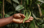 A man shows vanilla pods in a field in Abade, in Sao Tome, capital of Sao Tome and Principe, on August 7, 2026. (Photo by Daniel Beloumou Olomo / AFP)
