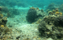This picture taken on October 5, 2026, shows coral in the waters of the Naidiri Marine Biodiversity Park. (Photo by Saeed Khan / AFP)