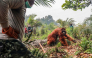 A 20-year-old orangutan tries to escape as members of the BKSDA (Natural Resources Conservation Agency), the Borneo Orangutan Survival Foundation (BOSF) and the World Wide Fund for Nature (WWF) Indonesia evacuate it on October 17, 2026. (Photo by REINA / AFP)