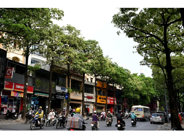 Motorists drive along a street lined with milkwood trees in Hanoi on October 15, 2026. Photo by NHAC NGUYEN / AFP