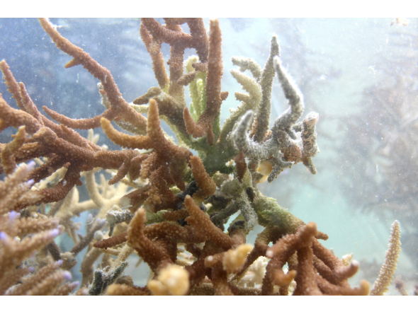 This picture taken on October 5, 2026, shows healthy coral growing in the waters of the Naidiri Marine Biodiversity Park, a marine protected area located about 52 kilometres from Nadi. Photo by Saeed KHAN / AFP