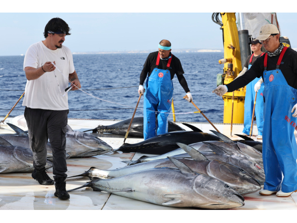 An observer (L) of International Commission for the Conservation of Atlantic Tunas (ICCAT) measures Bluefin tuna on Ocean Star, an ultra-low temperature processing and transportation vessel of China on the Mediterranean sea east of Malta, Oct. 9, 2026. (Xinhua/Li Jing)