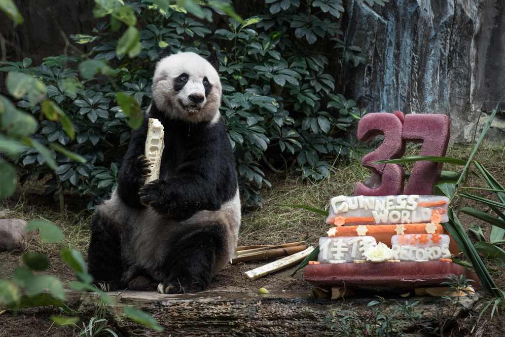 (FILES) In this file photograph taken on July 28, 2015, giant panda Jia Jia eats a bamboo stick next to her cake made of ice and fruit juice to mark her 37th birthday at an amusement park in Hong Kong, making her the oldest giant panda ever kept in captiv