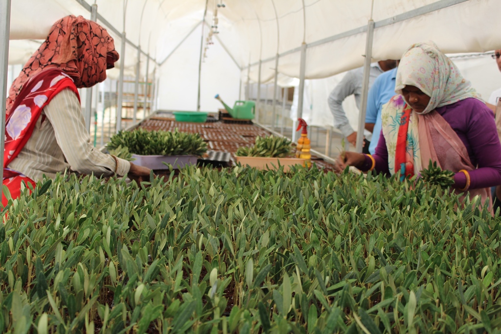 Workers at an Olive farm working on olive rooting process at Olive centre of excellence in Jaipur. IANS