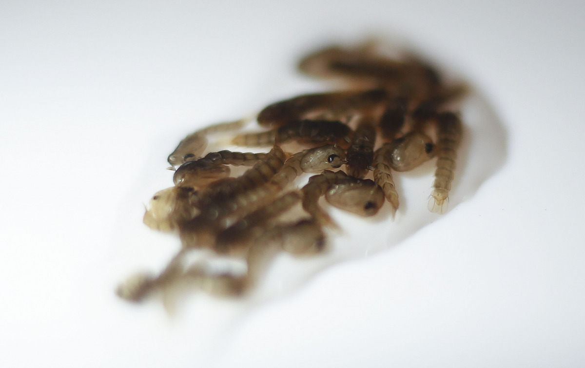 View of pupas of transgenic mosquito Aedes aegypti OX513A, which host reproductive capability is altered, in Piracicaba, Sao Paulo, Brazil on October 26, 2016. Governments and philanthropists announced an $18 million plan to release mosquitoes resistant t