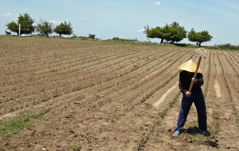 An Uzbek farmer tills a cotton field outside Tashkent, May 20, 2005 (AFP Photo/Denis Sinyakov)