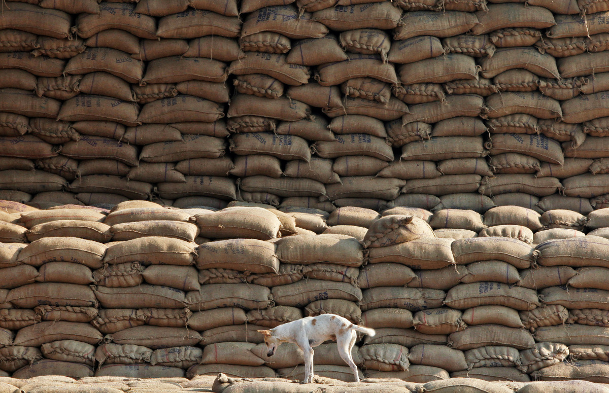 A dog stands on the heaps of sacks filled with paddy at a wholesale grain market in Chandigarh, India, November 18, 2016. REUTERS/Ajay Verma