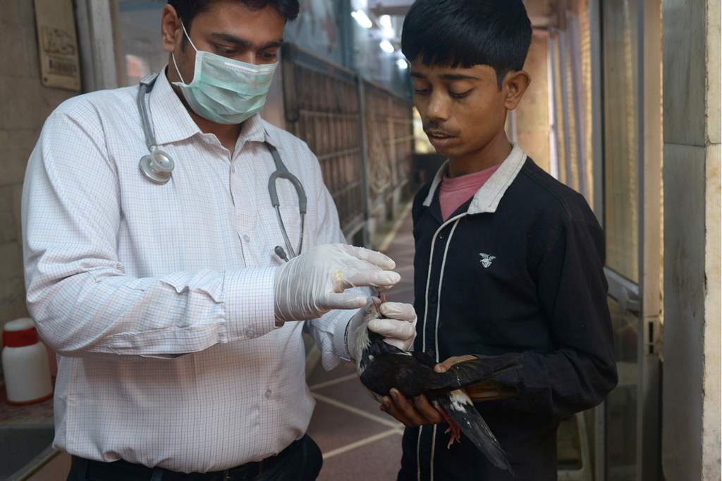 In this photograph taken on November 4, 2016, Dr Dheeraj Kumar Singh (L) checks a sick bird at the Charity Birds Hospital in the old quarters of New Delhi. AFP / Dominique Faget 
