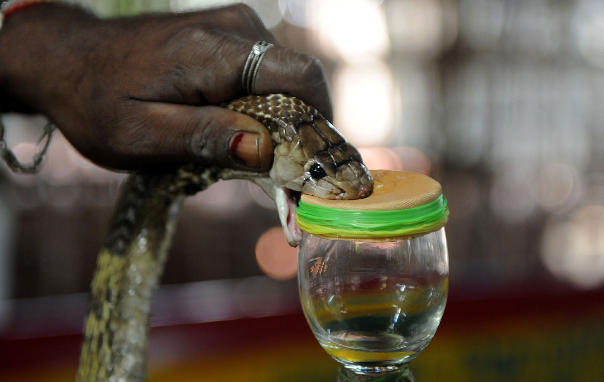 In this photograph taken on November 11, 2016, an Indian snake-catcher extracts venom from a cobra at the venom extraction center of the Irula snake-catchers cooperative on the outskirts of Chennai.AFP / ARUN SANKAR 