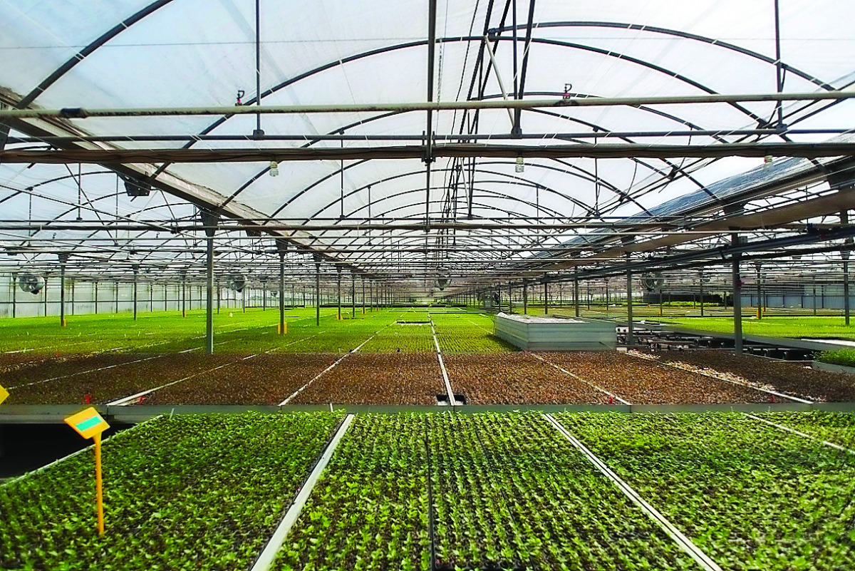 One of the nurseries of Agromillora.