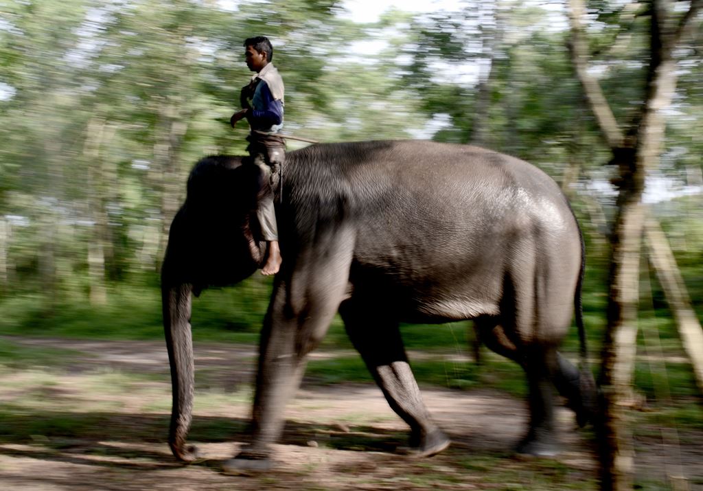 This photo taken on November 8, 2016 shows a ranger atop a patrol elephant, which belongs to one of three specialised elephant response units strategically located around Way Kambas National Park. AFP / GOH Chai Hin