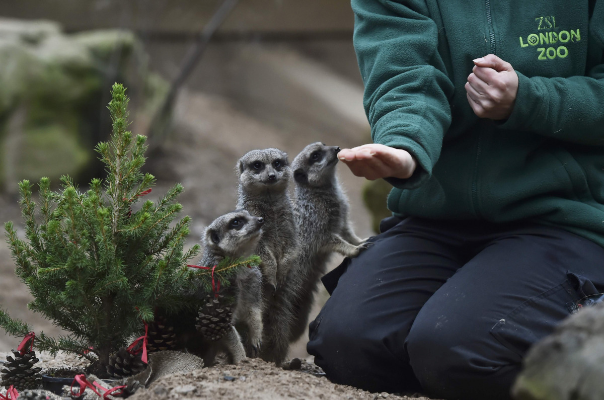 Meerkats eat Christmas treats in their enclosure at London Zoo, in London, Britain December 15, 2016. REUTERS/Hannah McKay