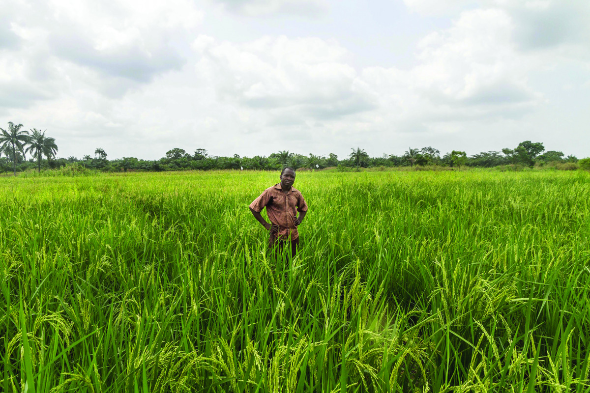 Benin cultivator Janvier R stands in a ricefield in a Smart Valleys benefitting from new irrigation system in Ouinhi.