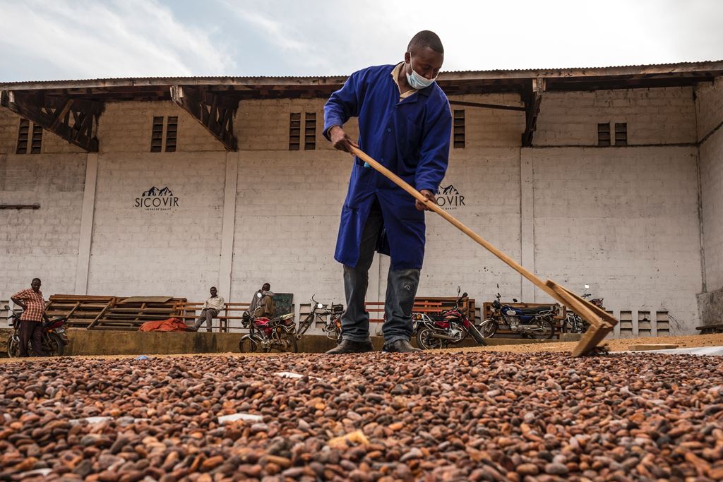 (FILES) This file photo taken on November 14, 2016 shows a worker moves cocoa beans with a stick at the SCAK cocoa processing plant in Beni. AFP / Eduardo Soteras