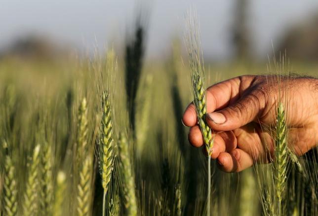 A farmer tends to a wheat farm in the El-Dakahlia governorate north of Cairo, Egypt, February 16, 2016 (Reuters / Mohamed Abd El Ghany) 