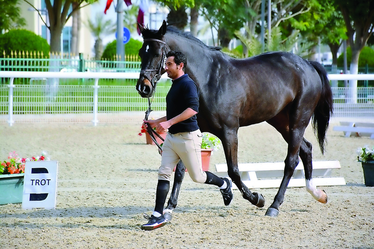 A horse is being put through its paces during a warm-up session ahead of the Al Rayyan Show Jumping Championship