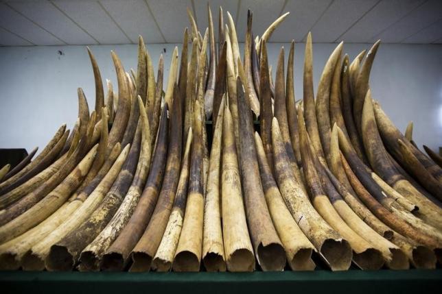 Ivory tusks are displayed after the official start of the destruction of confiscated ivory in Hong Kong, May 15, 2014 (Reuters)