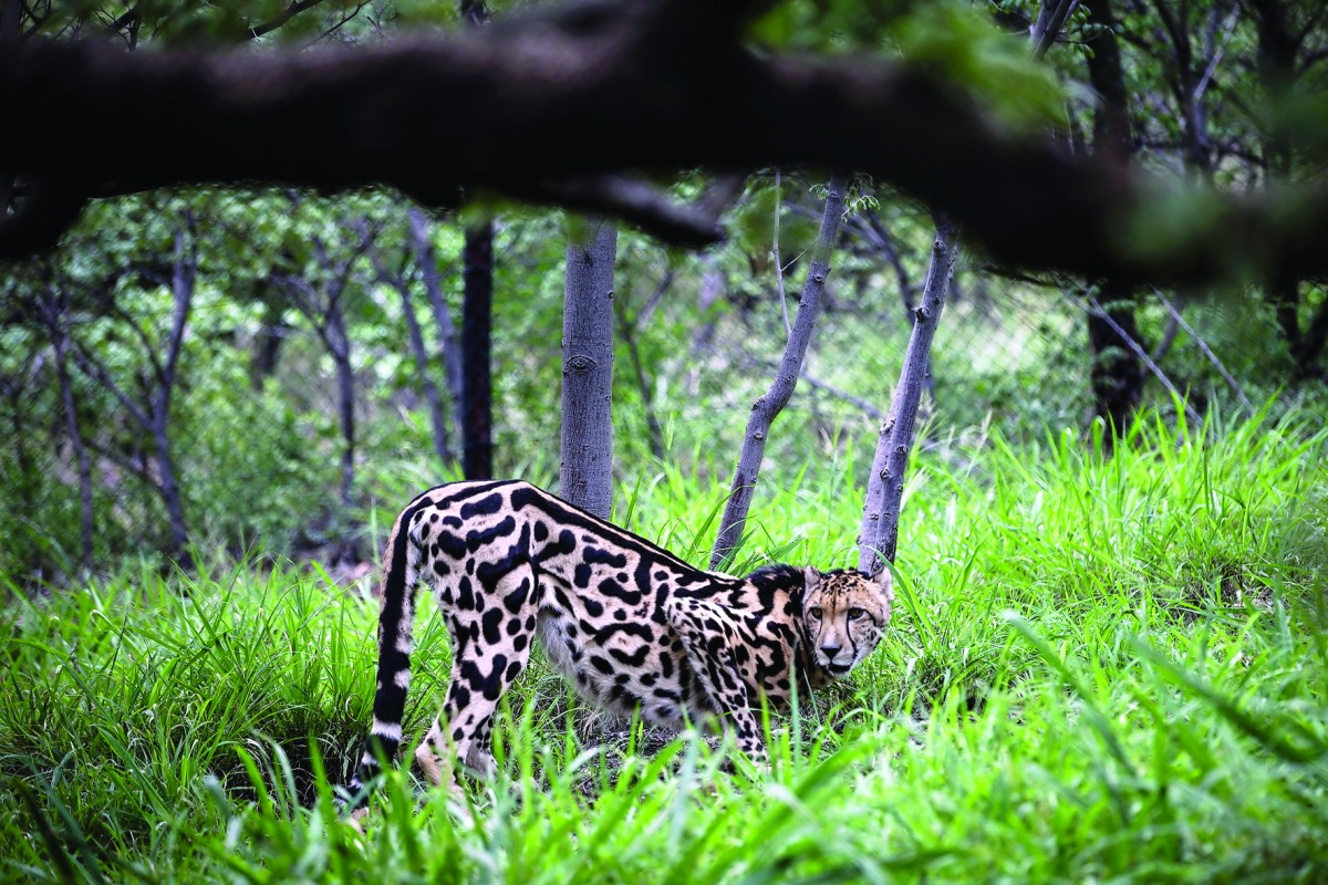 A rare male King Cheetah inside a closed camp at the Ann van Dyk Cheetah Centre in Hartbeespoort, South Africa.  