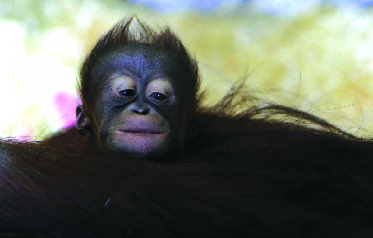 The baby orangutan at Usti nad Labem Zoo in Czech Republic. 