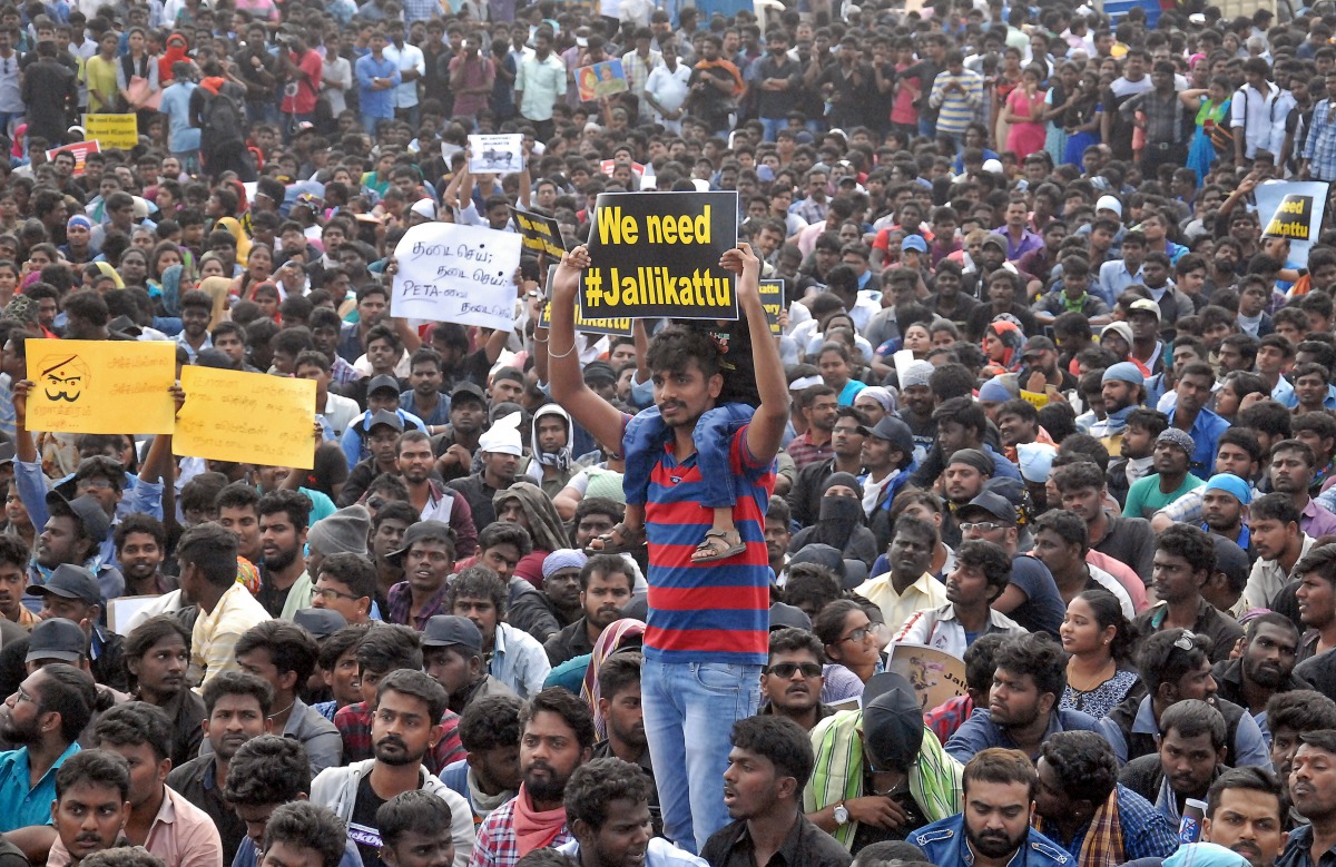 People attend a protest demanding to reverse a Supreme Court ban on the traditional bull-taming contests, known as Jallikattu, at the Marina beach in Chennai, India, January 19, 2017. (REUTERS)