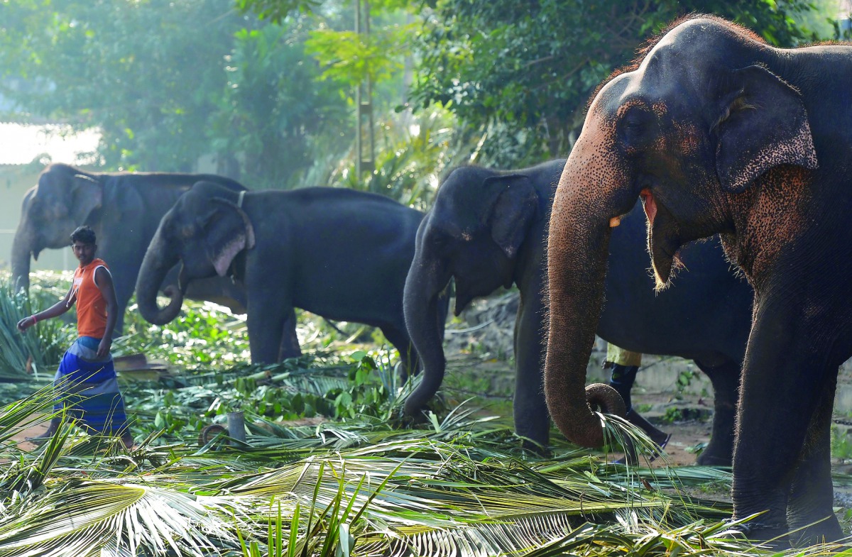 A Sri Lankan mahout looks on as elephants stand ahead of a religious procession in Colombo on February 9, 2017. Some 70 elephants, most of them from the central part of Sri Lanka, together with thousands of traditional drummers, dancers, and monks are gat