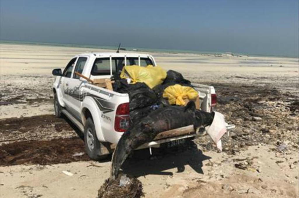 Worker removing dead dolphins and turtles