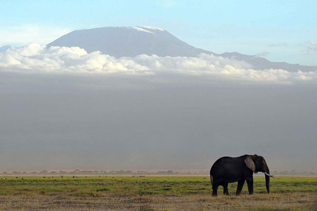 An elephant grazes at the Amboseli National Park on October 7, 2013. A Tanzanian court sentenced Boniface Matthew Maliango to 12 years in prison for trafficking illegal ivory. FILE PHOTO | TONY KARUMBA | AFP.