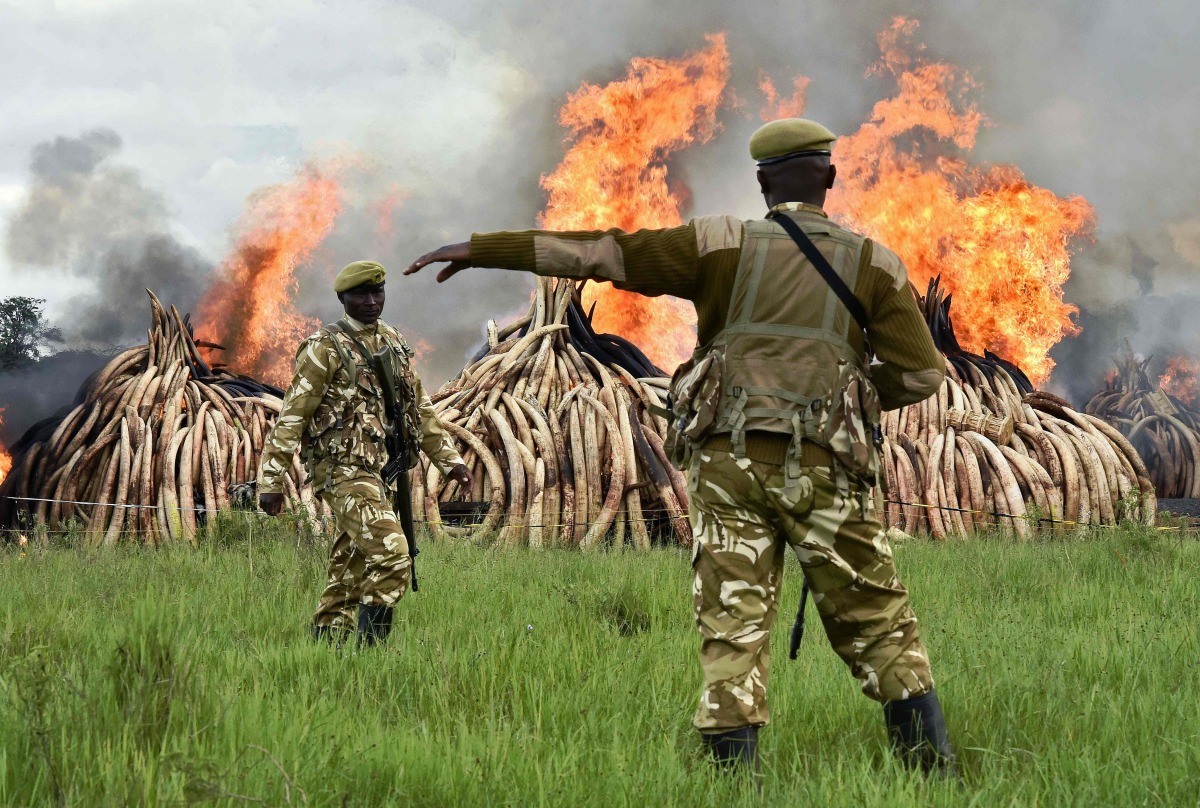 FILE PHOTO: Kenya Wildlife Services rangers stand guard around illegal stockpiles of burning elephant tusks, ivory figurines and rhinoceros horns at the Nairobi National Park on April 30, 2016 (AFP)