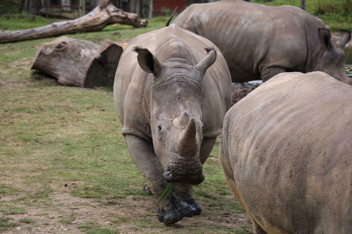 The four-year-old male white rhino called Vince is seen in this handout picture released by the Domaine de Thoiry (Thoiry zoo and wildlife park) on March 7, 2017. The four-year-old male white rhino called Vince was found dead in his enclosure by his keepe