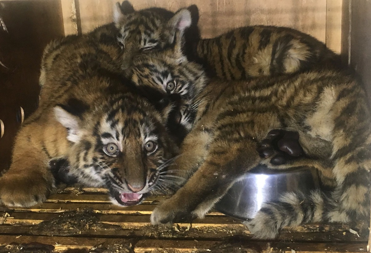 A handout picture made available on March 18, 2017 by the NGO 