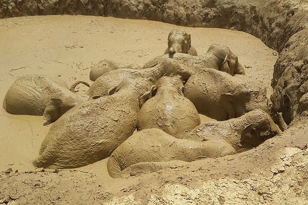 Trapped elephants wallowing in a mud-filled bomb crater in eastern Cambodia's Mondulkiri province. ( AFP / Mondulkiri Province environmental office / Keo Sophea)