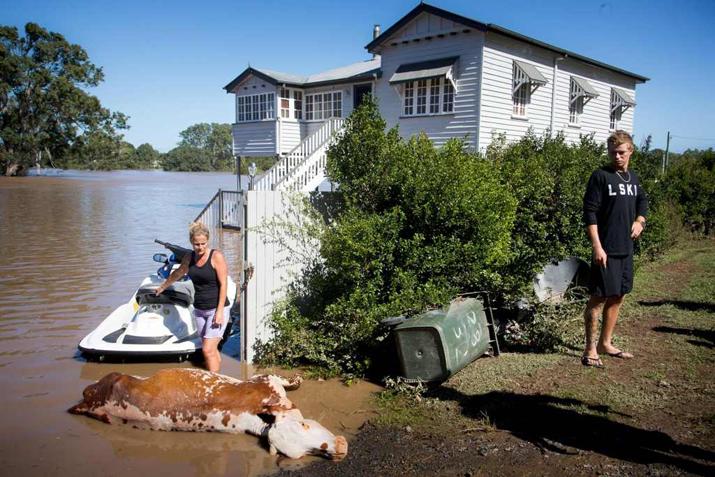 Residents look at a cow, which drowned in floodwaters caused by Cyclone Debbie, that they recovered on their property in North MacLean, Brisbane on April 1, 2017. AFP /  Patrick HAMILTON
