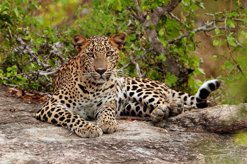 Image of an Indian leopard used for reference only. 