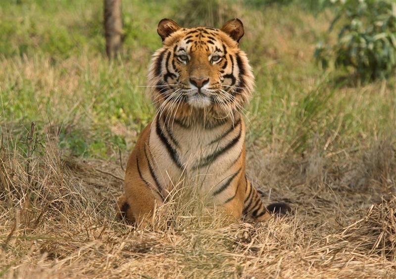 Raja, a rescued Royal Bengal Tiger, rests inside South Kahayar Bari tiger rescue centre at Jaldapara Wildlife Sanctuary, about 160 km north of the eastern city of Siliguri February 21, 2010. REUTERS/Rupak De Chowdhuri/Files