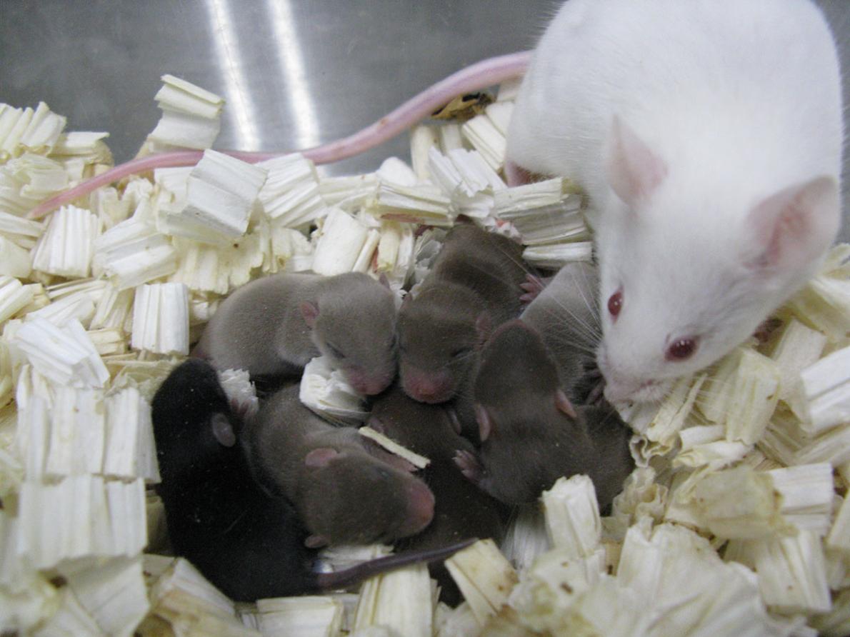 These baby mice were born from sperm flown aboard the International Space Station for about nine months.
