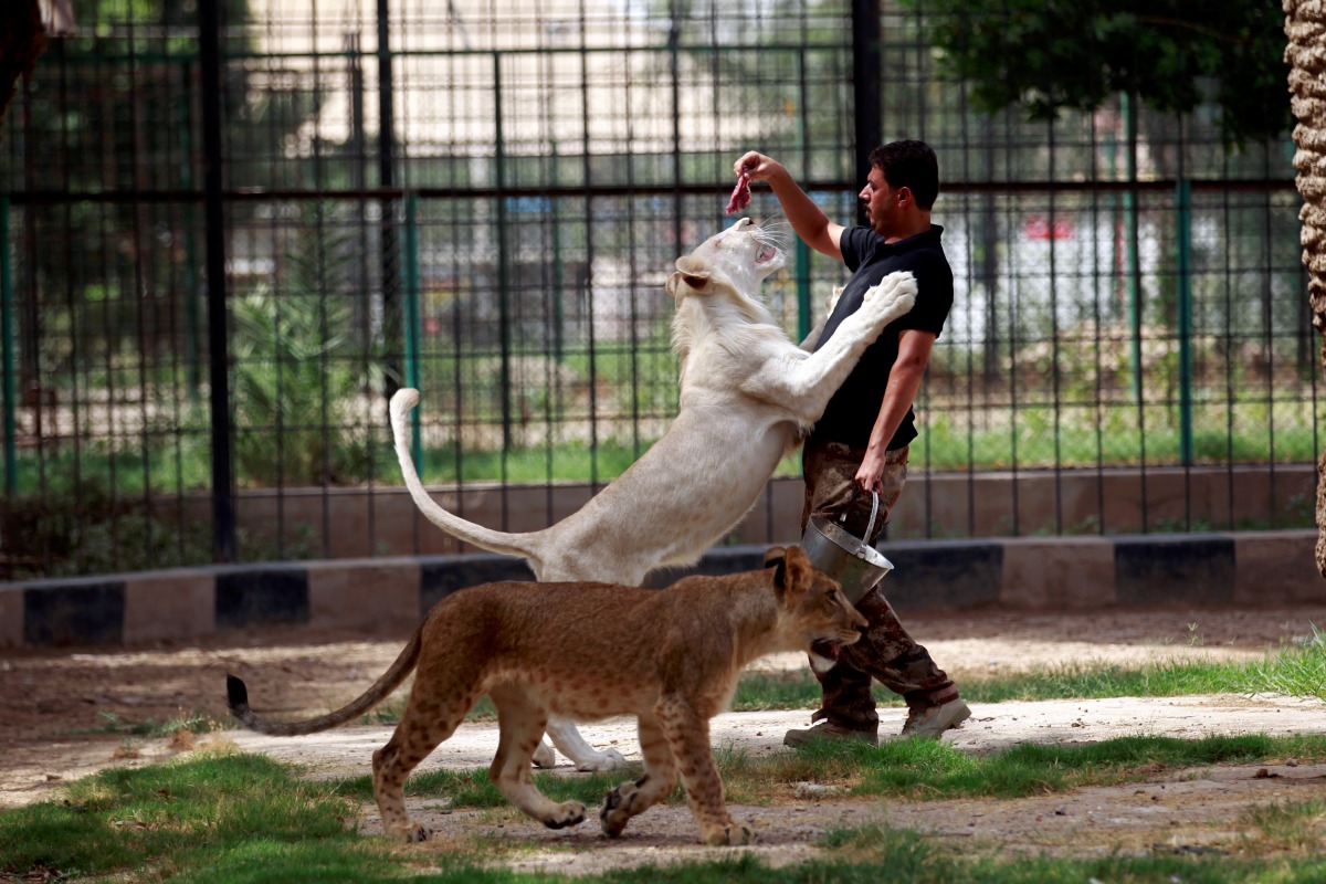 A keeper feeds a white lion at Al Zawra zoo in Baghdad, Iraq June 15, 2017. Picture taken June 15, 2017. Reuters/Khalid al-Mousily