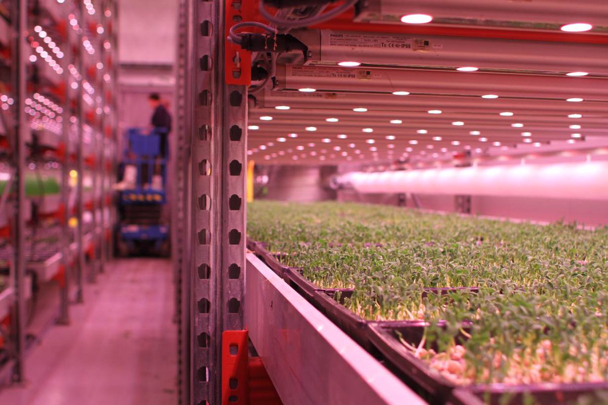 Salad leaves, herbs and leafy greens grow inside a warehouse run by GrowUp Urban Farms in Beckton, London, July 25, 2017. Thomson Reuters Foundation/Lin Taylor