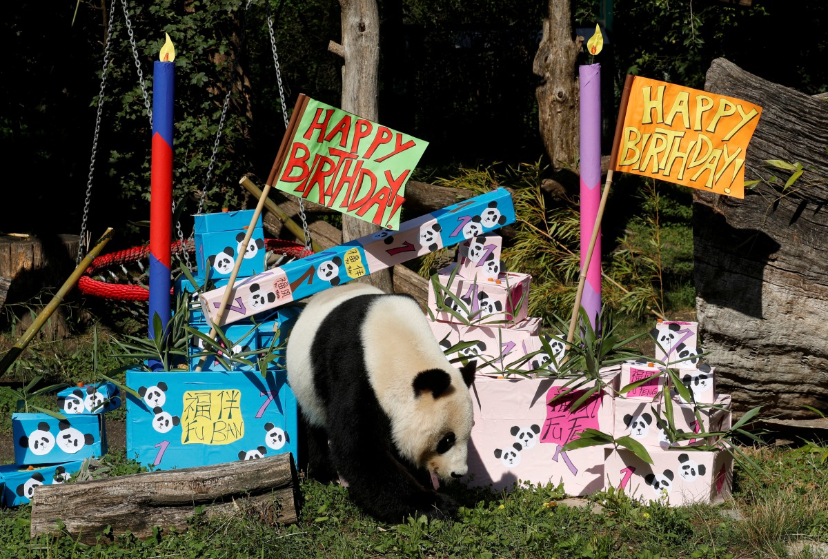 Giant Panda Yang Yang approaches parcels containing food on its twin cubs' first birthday at Schoenbrunn Zoo in Vienna, Austria August 7, 2017. (REUTERS/Heinz-Peter Bader)
