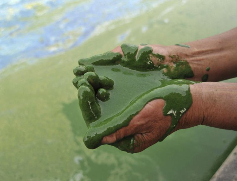 A fisherman fills his cupped palms with water from the algae-filled Chaohu Lake in Hefei, Anhui province, June 16, 2009. (Reuters)