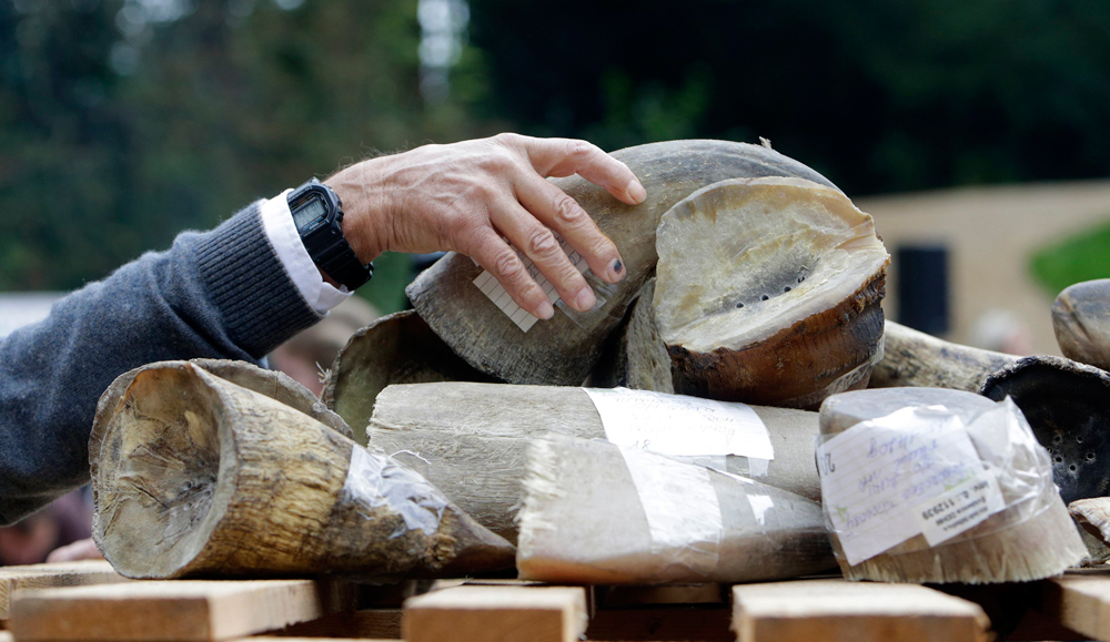 Rhinoceros horns (Reuters file photo) 