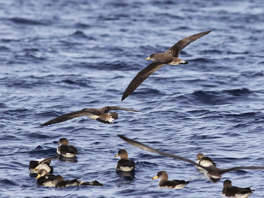 .Temporarily deprived of the ability to smell, Scopoli's shearwaters had trouble finding their way home after embarking from the Spanish island of Menorca to forage, researchers reported in the journal Scientific Reports. (Photograph courtesy: Malta Seabi
