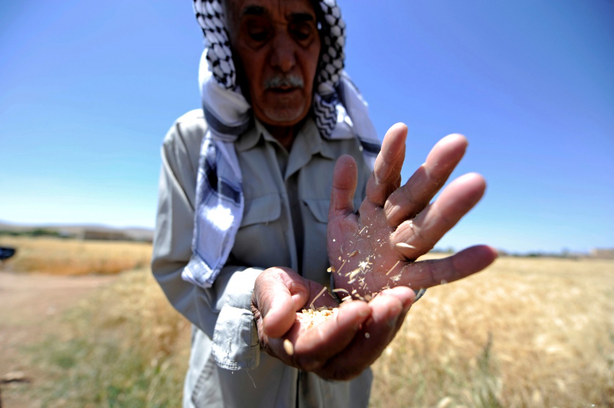 A farmer holds wheat in a field in Jdeidet Artouz, a suburb of Damascus, Syria June 19, 2017. Reuters/Omar Sanadiki