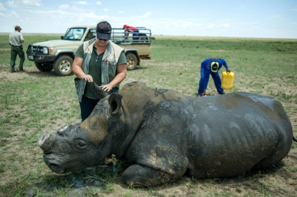 This file photo taken on February 3, 2016 shows a de-horned rhino slowly waking up after his horn was trimmed at John Hume’s Rhino Ranch in Klerksdorp, in the North Western Province of South Africa
