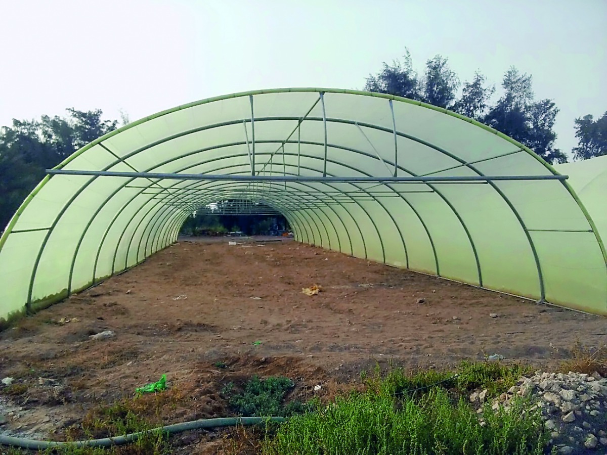 A shaded farm in Qatar.