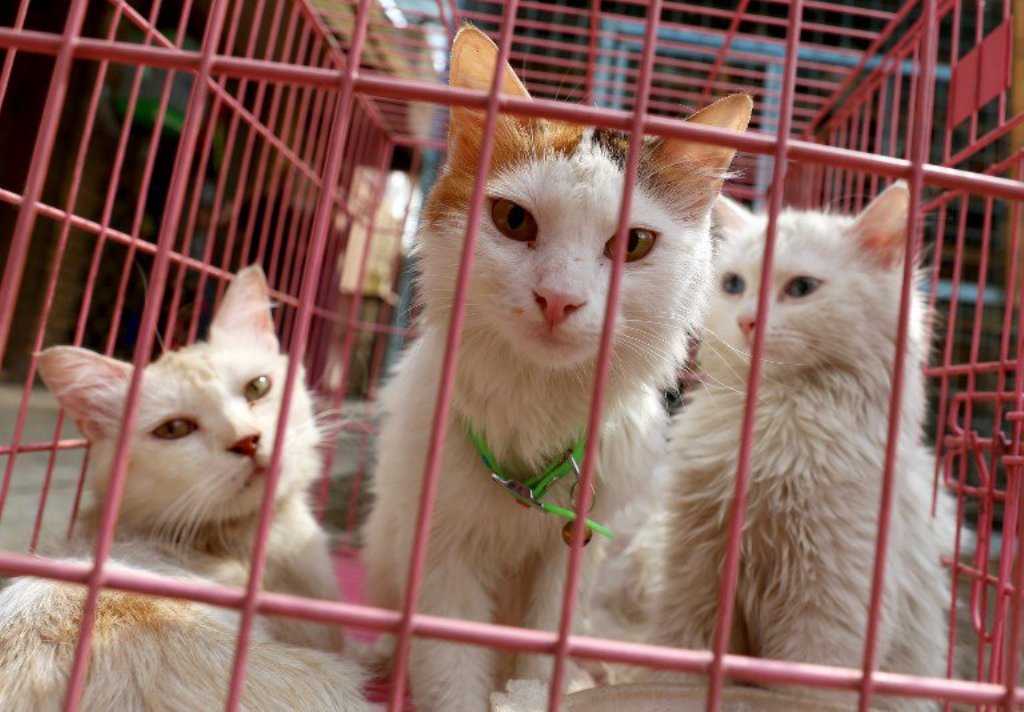 Cats are seen at a shelter in the Iraqi capital Baghdad on September 20, 2017. Homeless animals typically face cruelty or even extermination on the streets of the city, but now some pet lovers are looking to use social media to change attitudes and find l