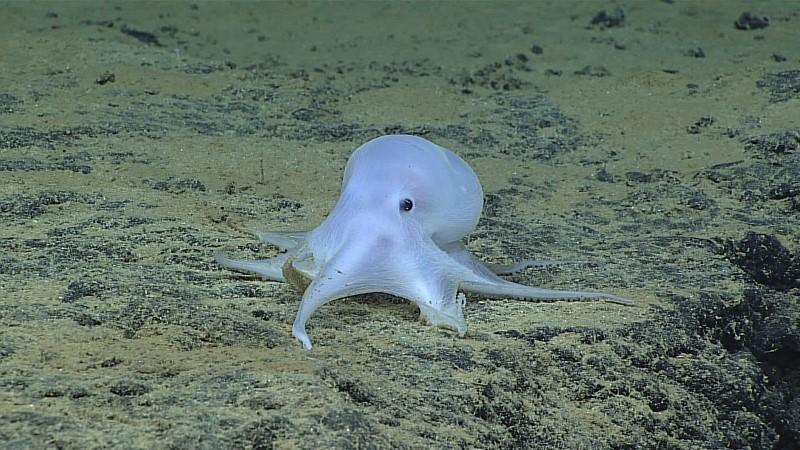 An incirrate octopod is shown at a depth of 4,290 meters taken by a remotely operated underwater vehicle Deep Discoverer near Necker Island, or Mokumanamana, on the northwestern end of the Hawaiian Archipelago in this image courtesy of NOAA Office of Ocea